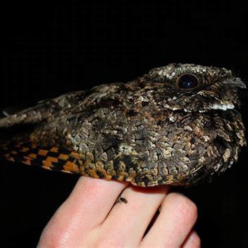 What only bird that hibernates?
