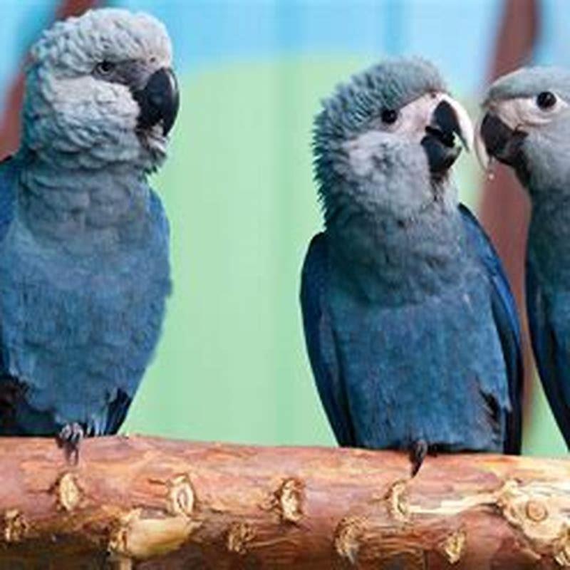 What parrots went extinct? - DIY Seattle