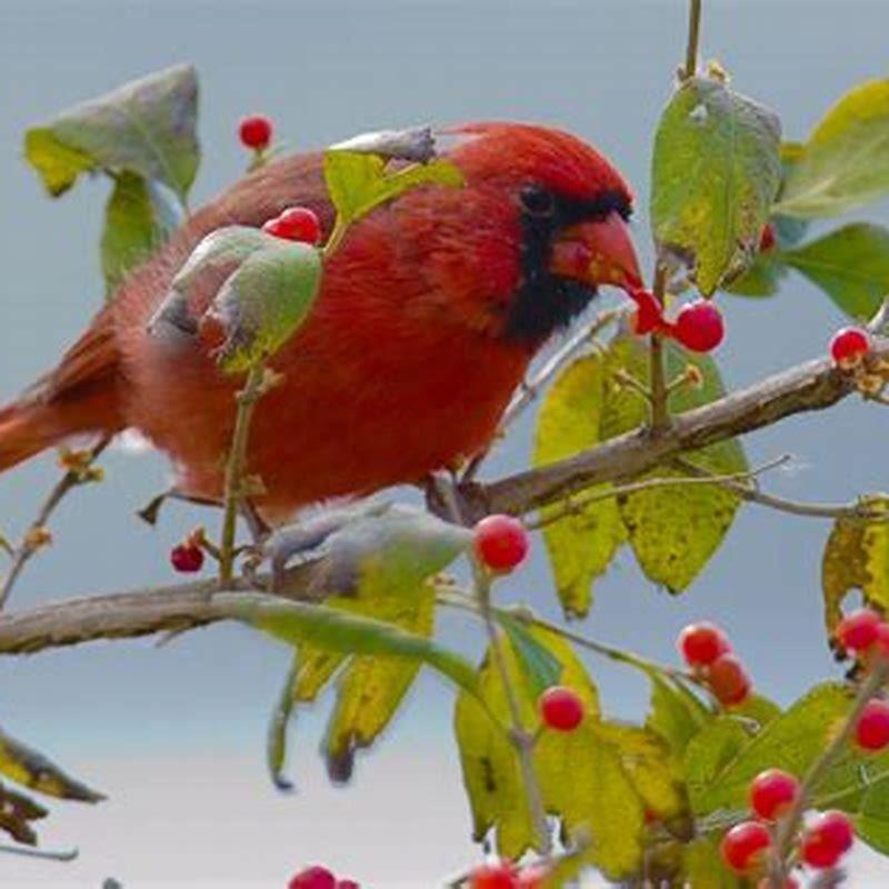 what-plants-do-birds-eat-in-the-wild-diy-seattle