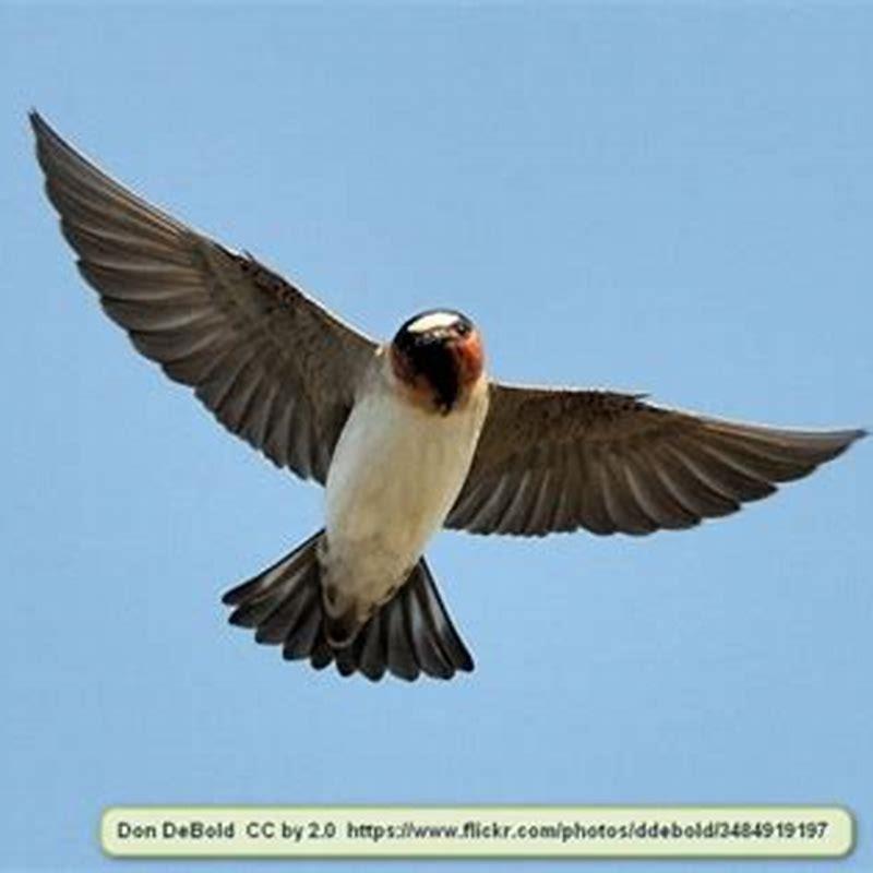 What’s the difference between barn swallows and cliff swallows?
