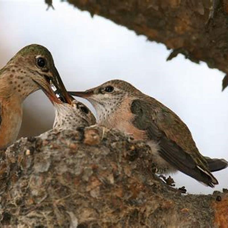 What season do birds breed?