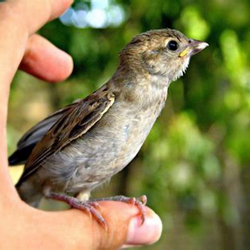 What should I do with an injured bird?