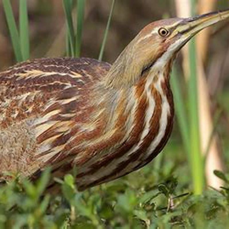 What size is a bittern?