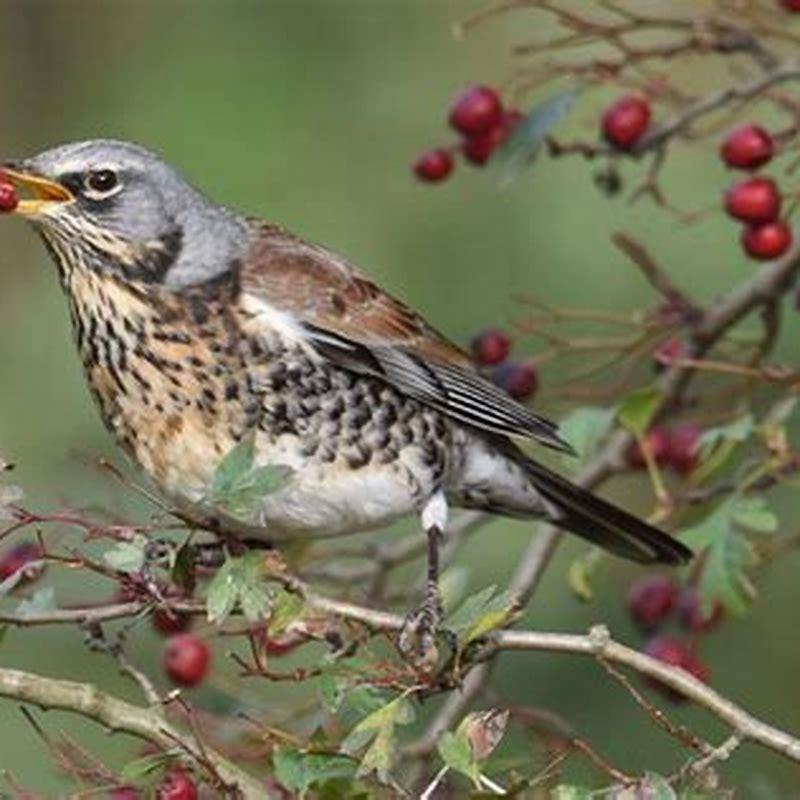 What size is a fieldfare?