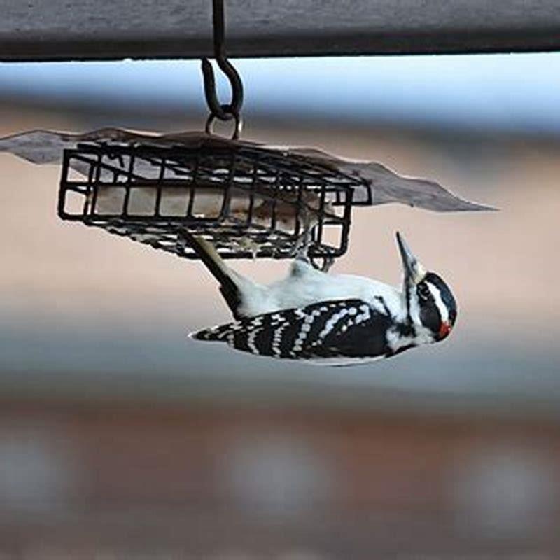 What time are birds most active at feeders?