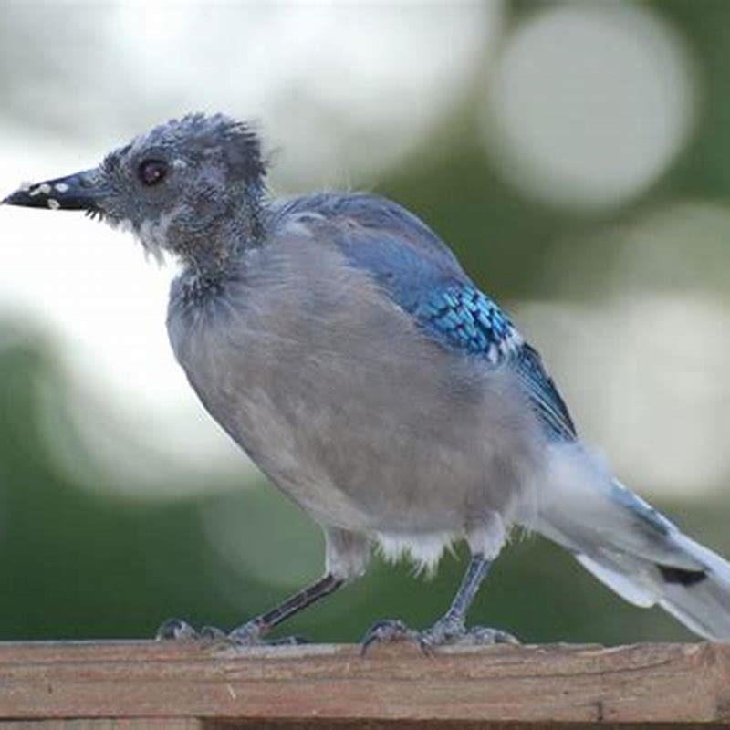 What time of year do birds molt?