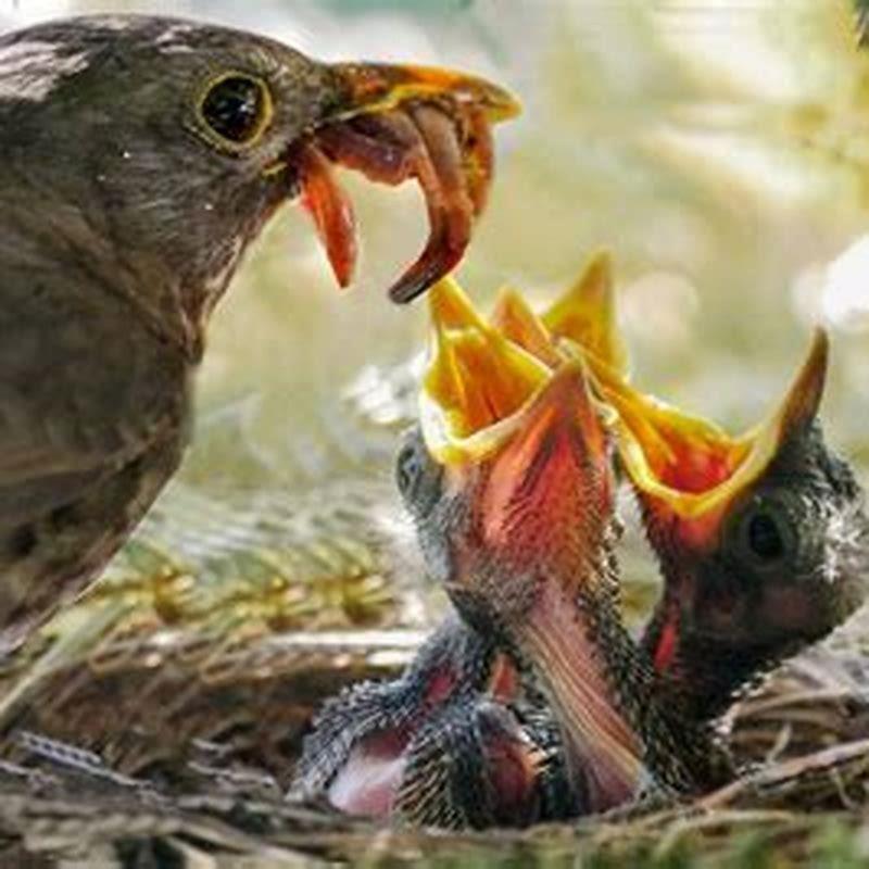 What to feed a baby sparrow that fell out of the nest? - DIY Seattle