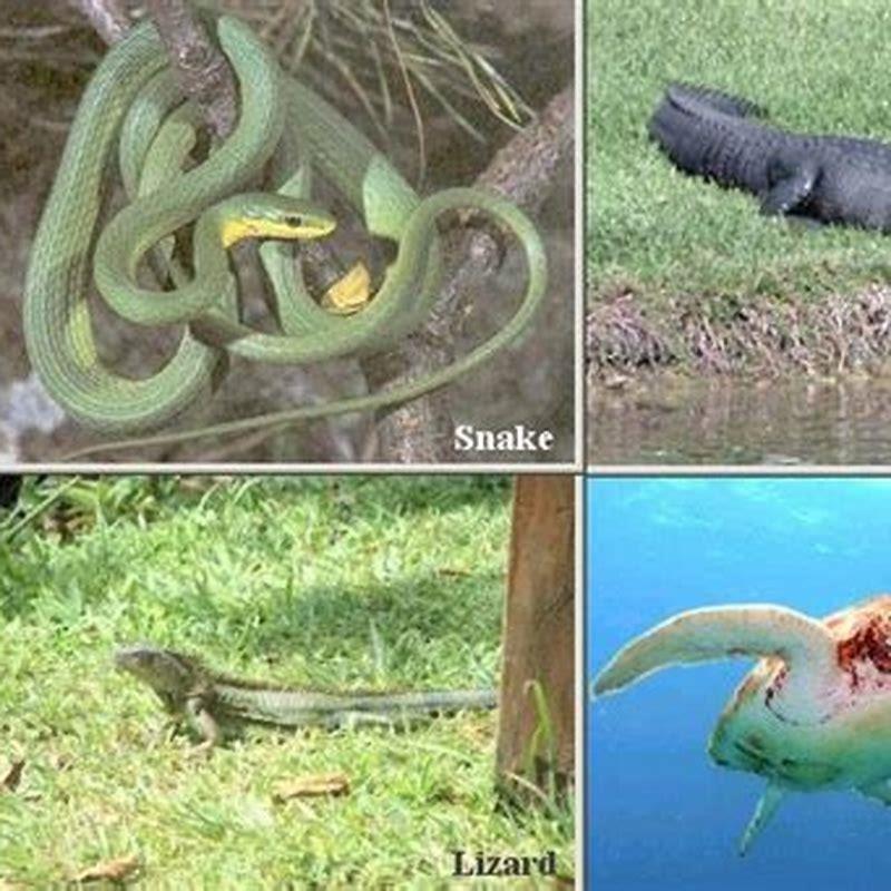 What traits do crocodiles and birds have in common?