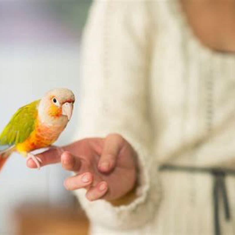 What tricks can you teach a bird?