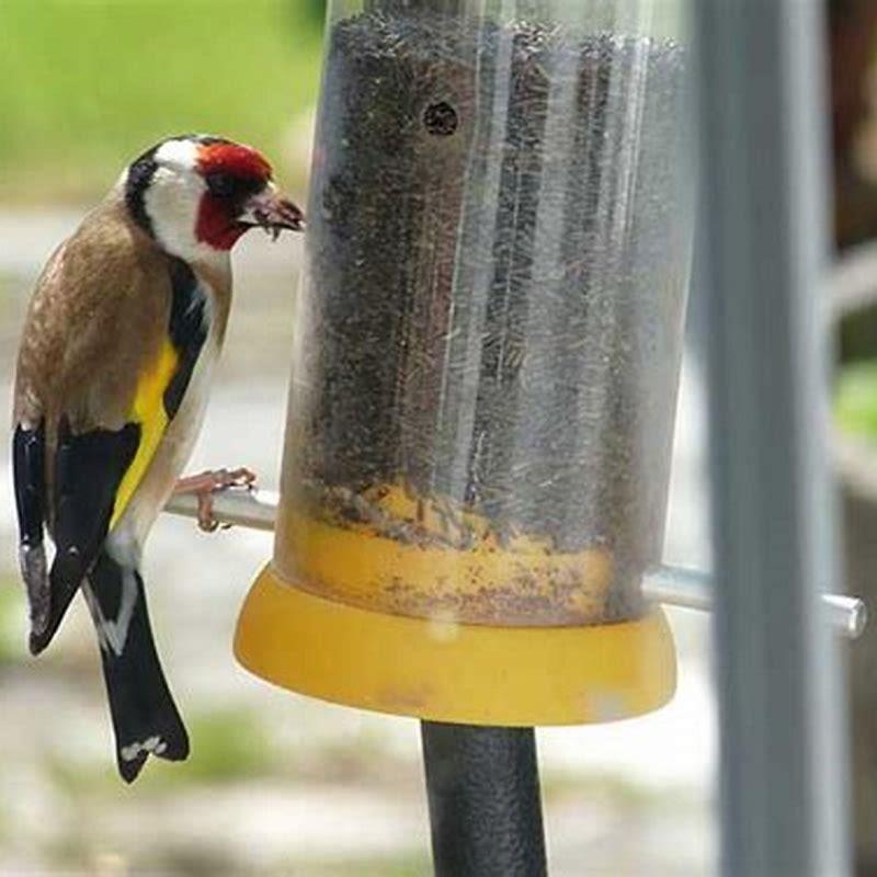 Niger Bird Food A Comprehensive Guide for Avian Enthusiasts.