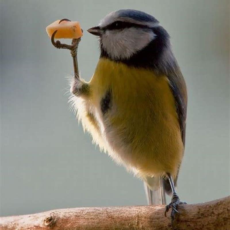 What wildlife eats watermelon?