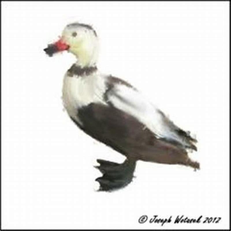 When did the Labrador duck become extinct?