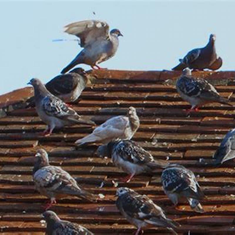 when-should-i-stop-birds-on-my-roof-diy-seattle