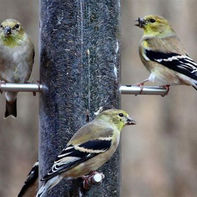 when-should-you-give-birds-peanuts-diy-seattle