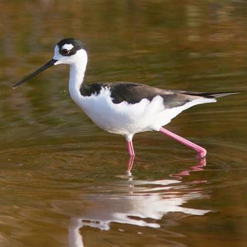 Where are black-necked stilts found?