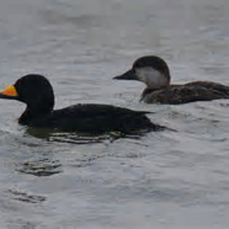 Where are black scoters found?
