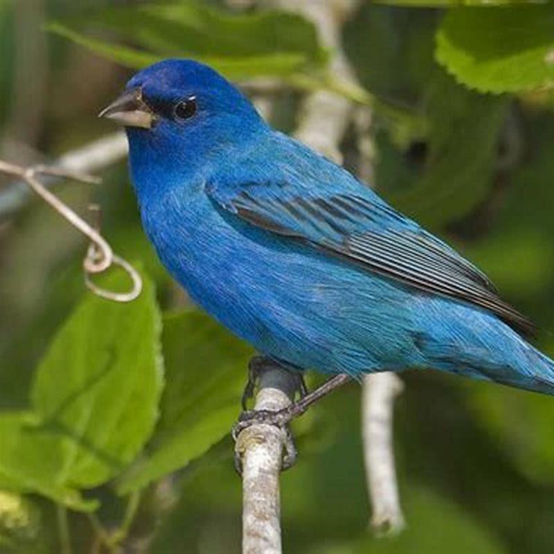 Where are blue buntings found?