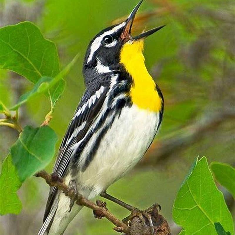Where are blue warblers found?