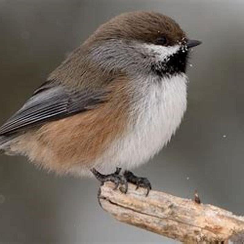 Where are boreal chickadees found?