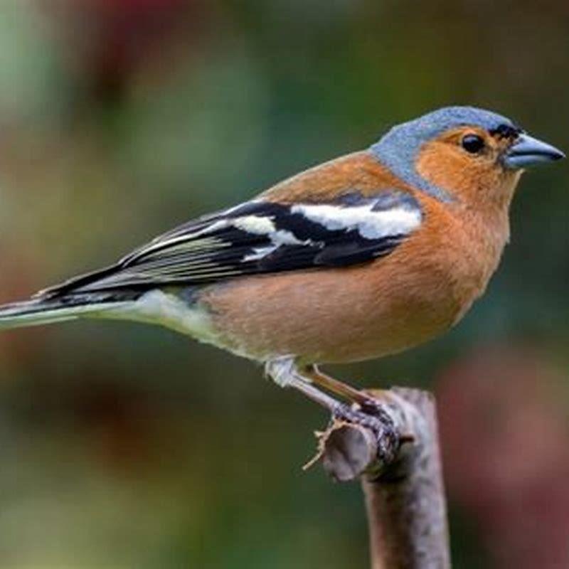 Where are chaffinches found?