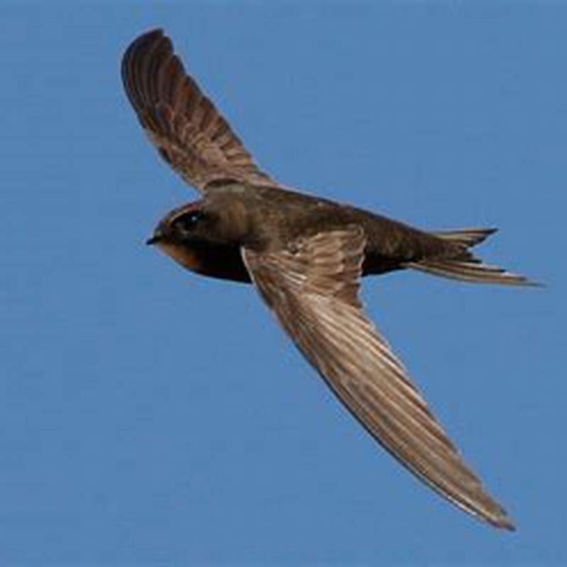 Where are common swifts found?