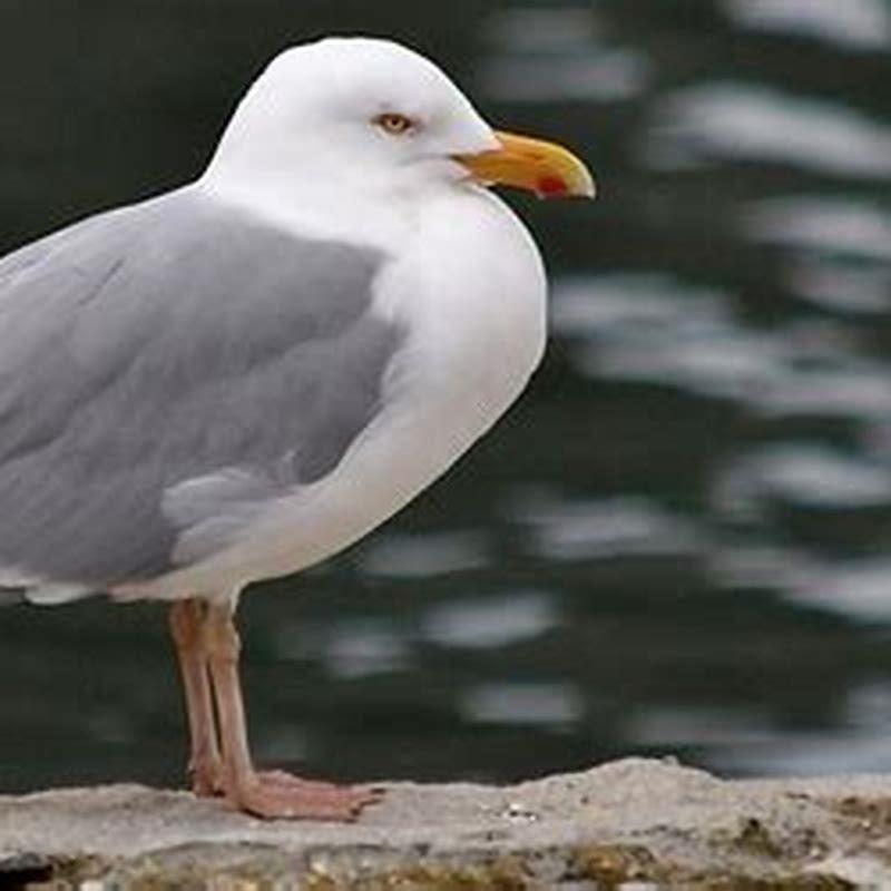Where are herring gulls found?