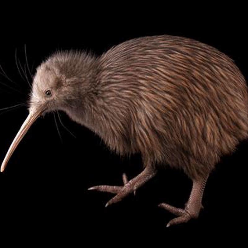 Where are kiwi birds found in New Zealand?