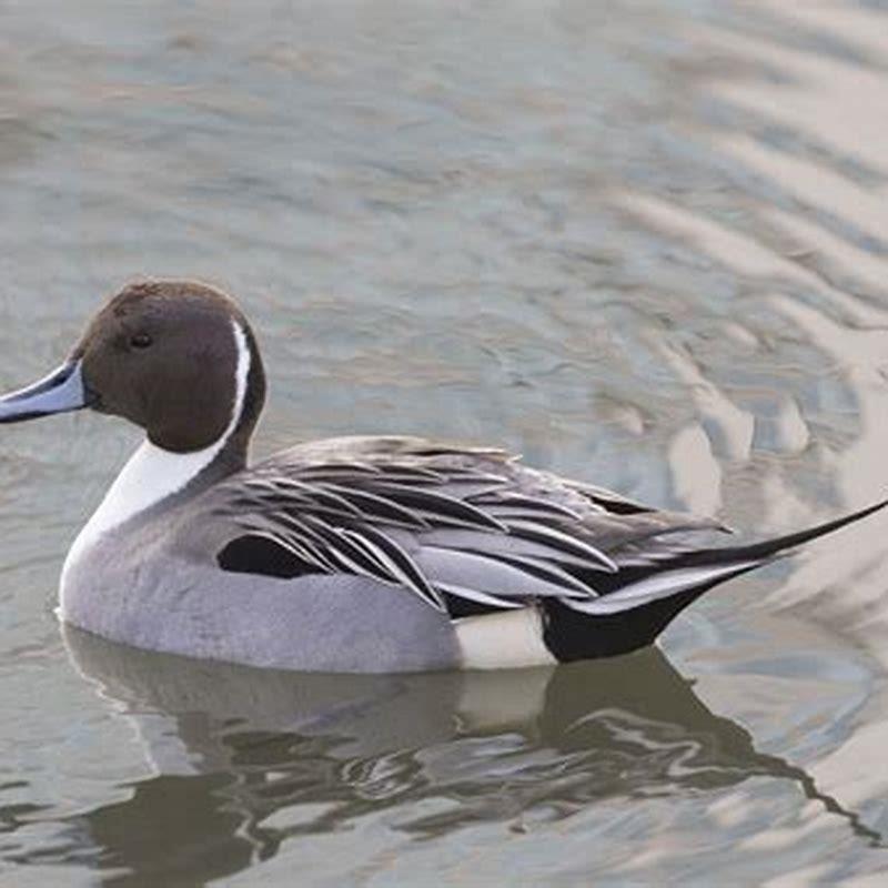 Where are northern pintail found?