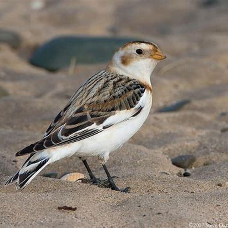 Where are Snow Buntings in UK?