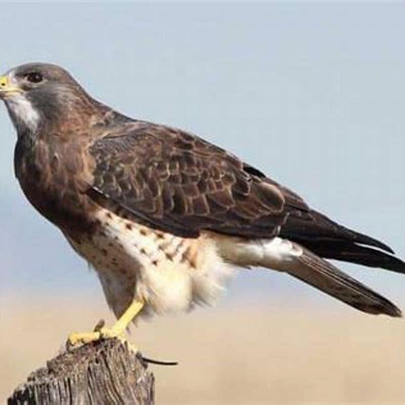 Where are Swainson’s hawks found?