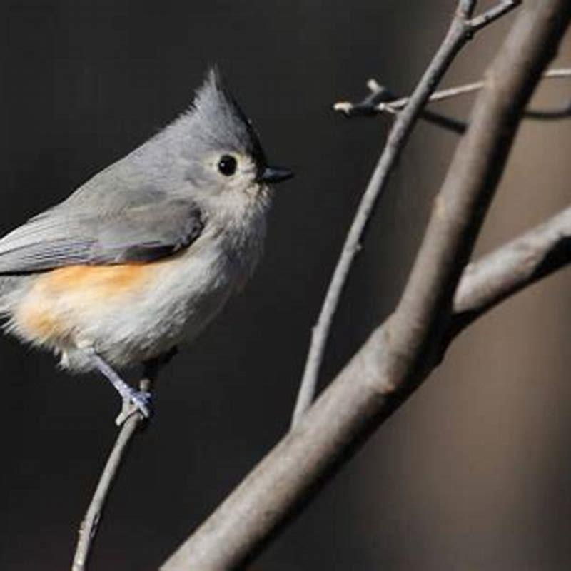 Where are Tufted Titmouse found?