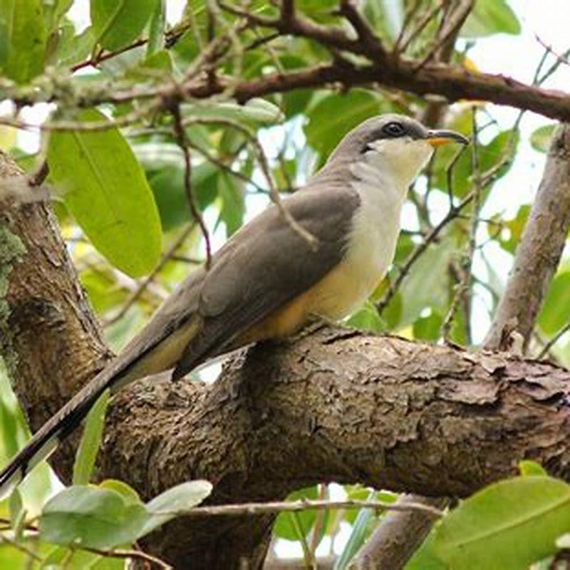 Where can I find a mangrove cuckoo? - DIY Seattle