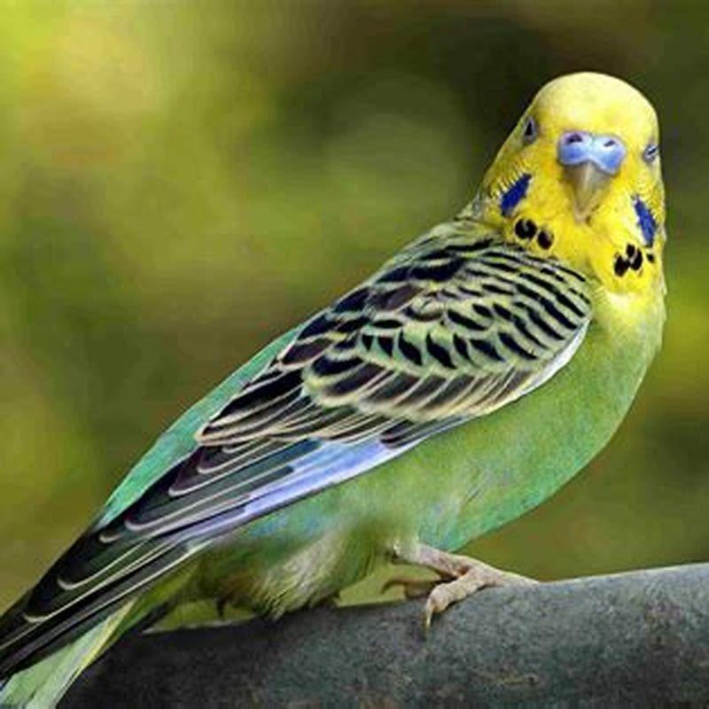 Where can I not pet a budgie?