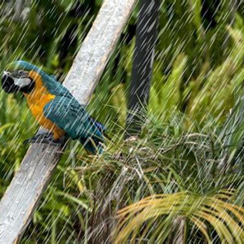 Where do all the birds go when it’s raining?