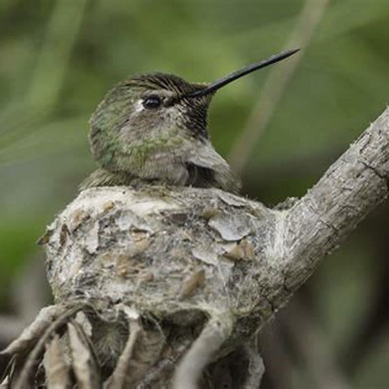 Where do Allen’s Hummingbirds nest?