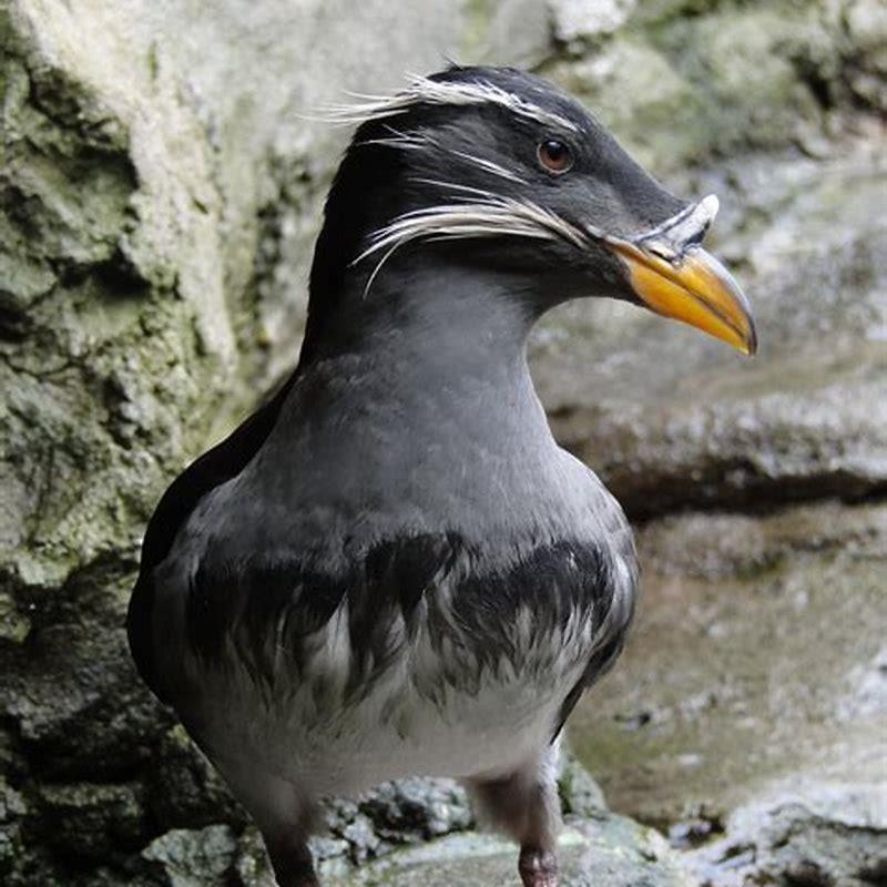 Where do auklets live?