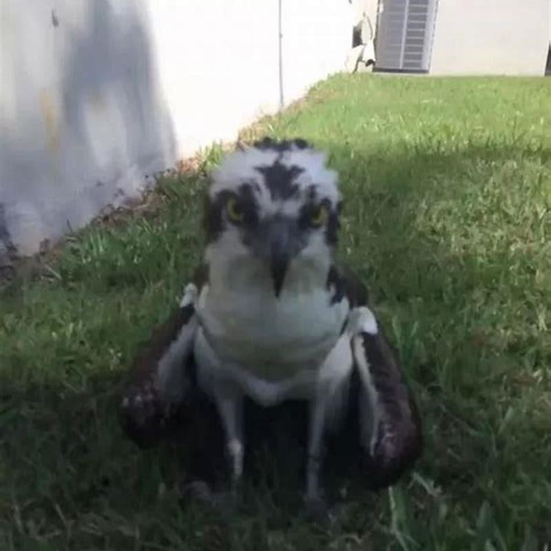Where do birds die of old age?
