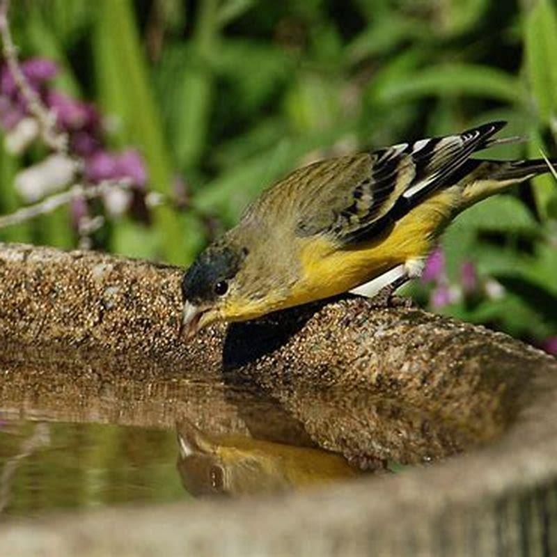 Where do birds drink water from?