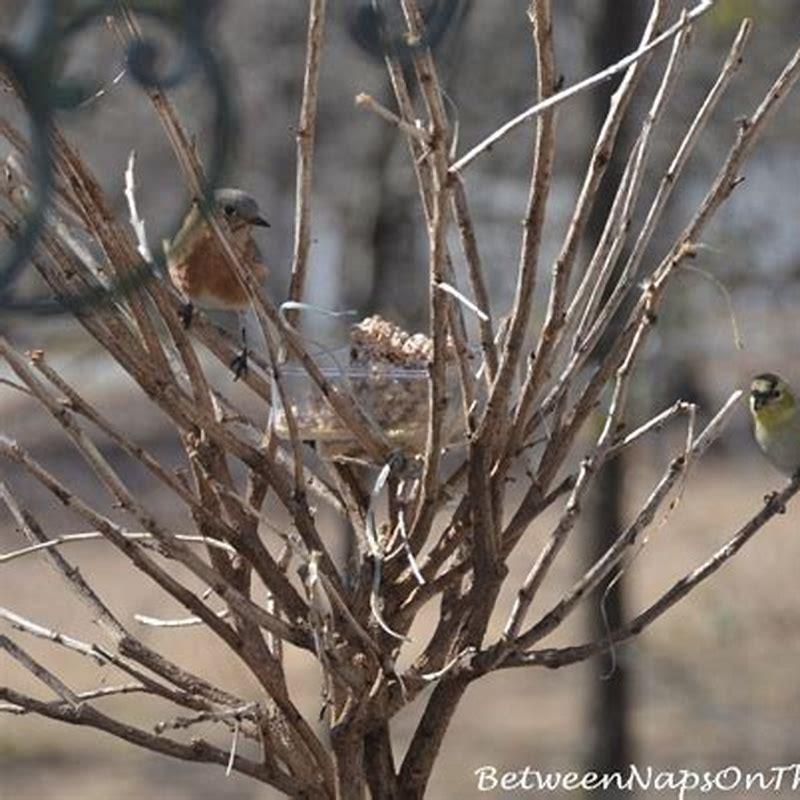 Where do birds go when it gets really cold?