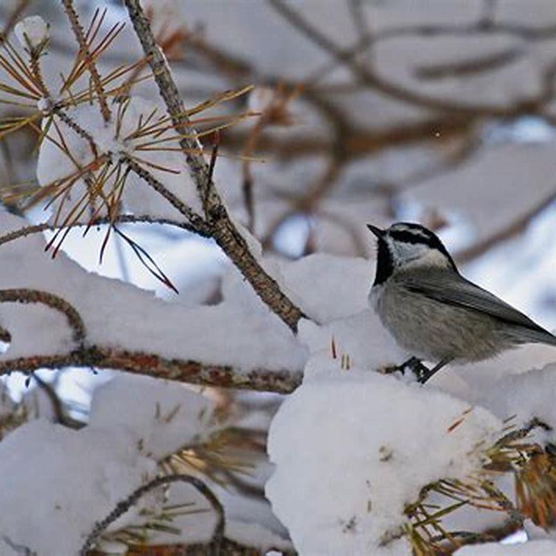Where do birds hide during snowstorms?