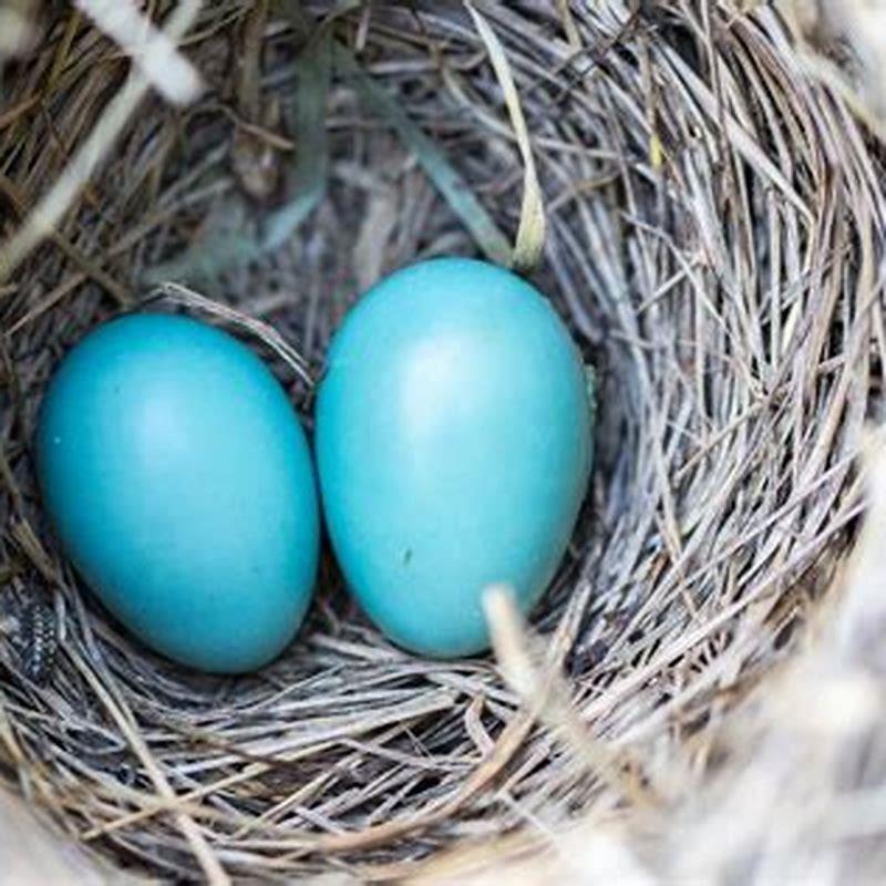 Where do birds lay eggs?