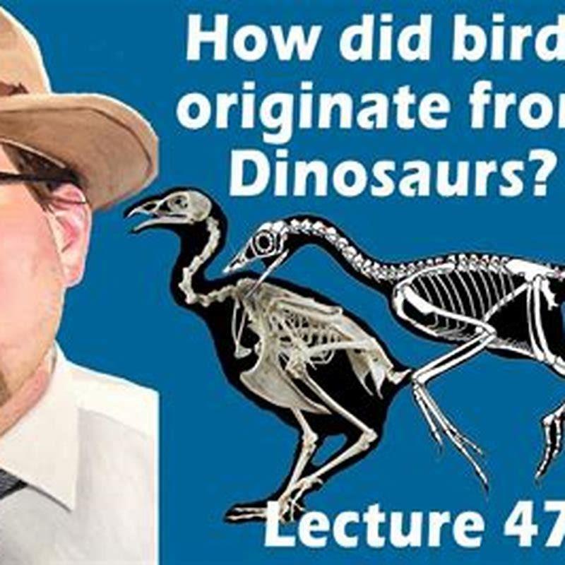 Where do birds originate?