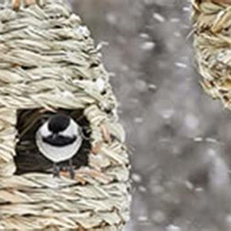 Where do birds shelter in heavy rain?