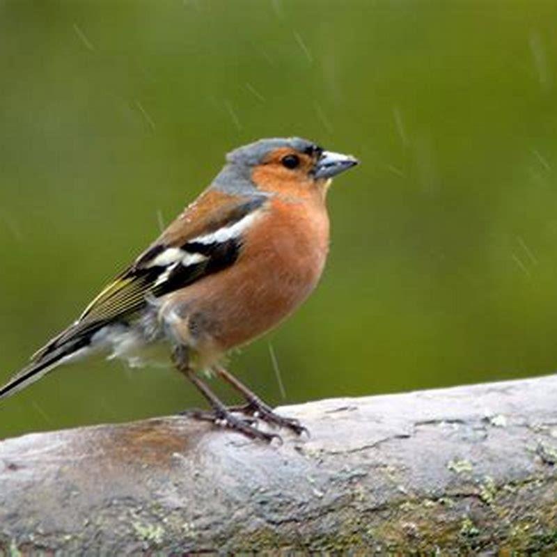 Where do birds stay during rain? - DIY Seattle