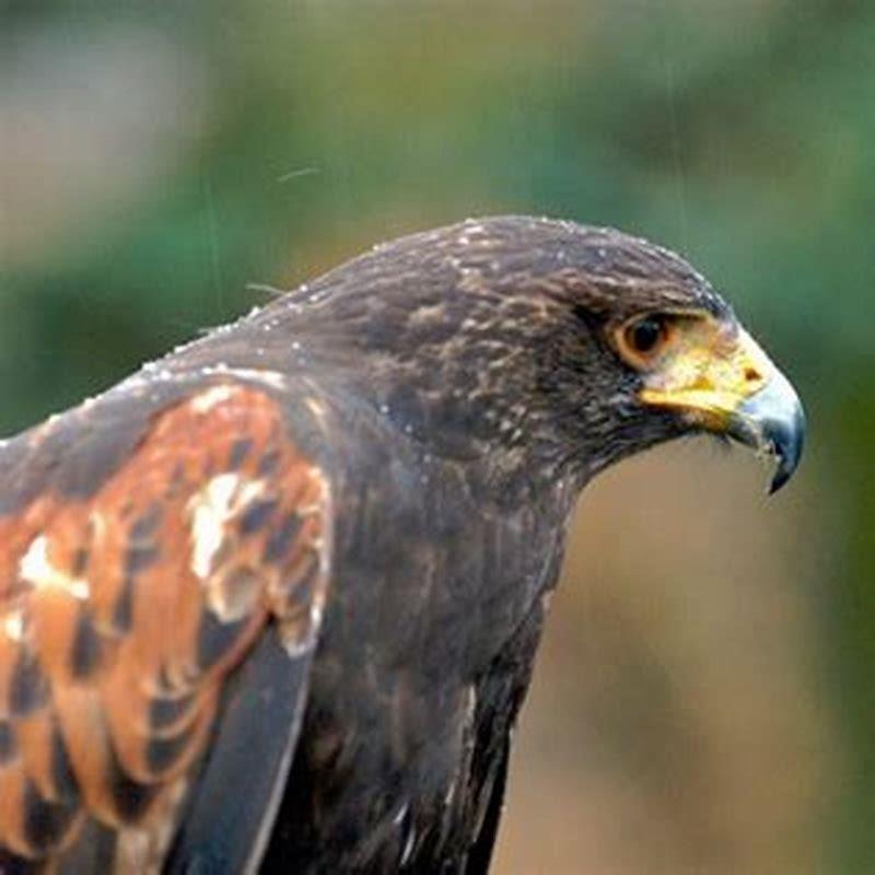 Where do birds stay when it rains?