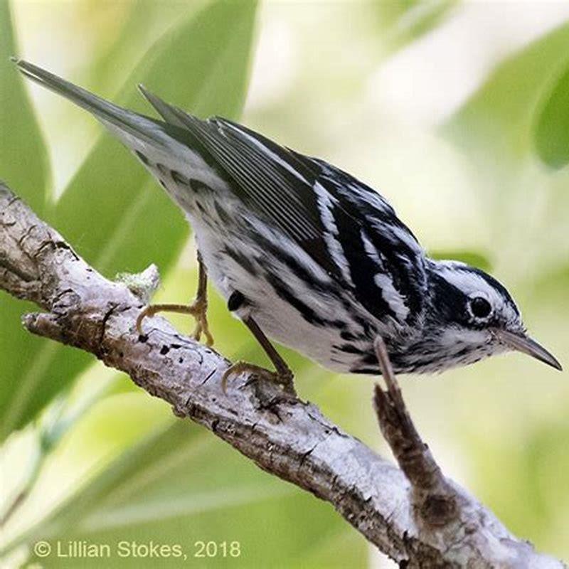 Where do black and white warbler live?