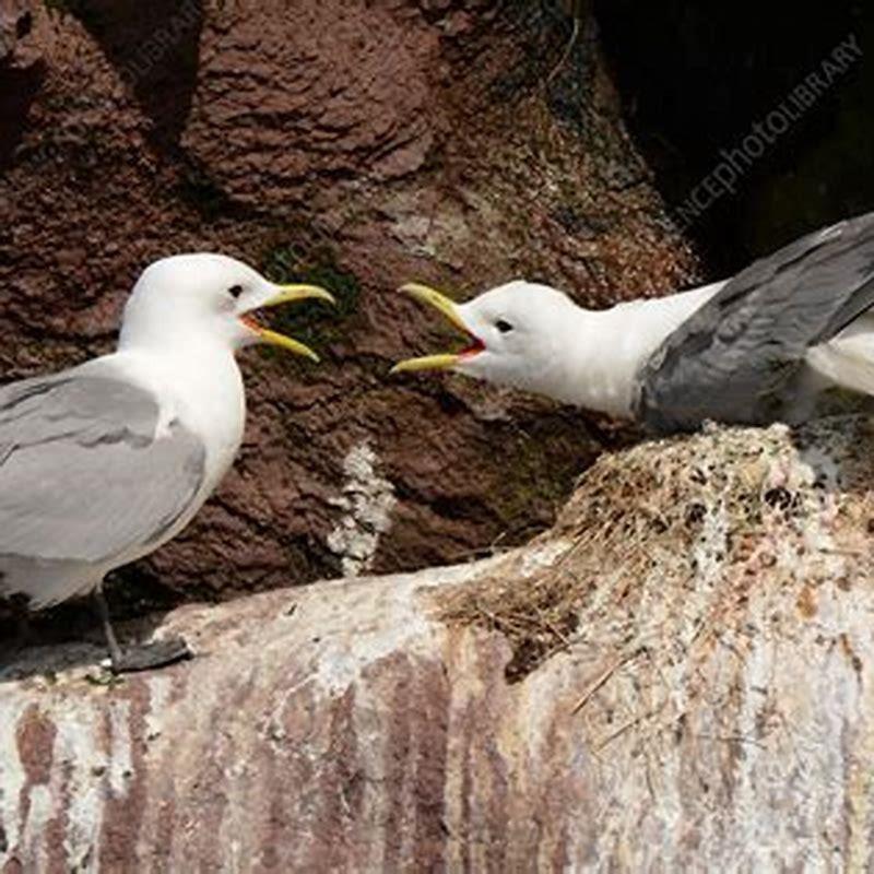 Where do black-legged kittiwakes live?