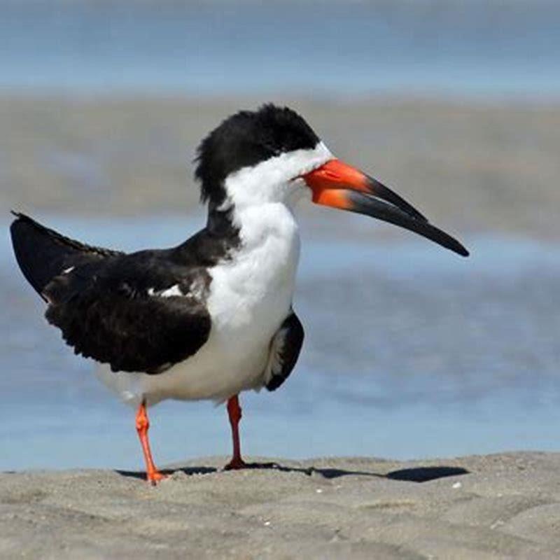 where-do-black-skimmers-come-from-diy-seattle