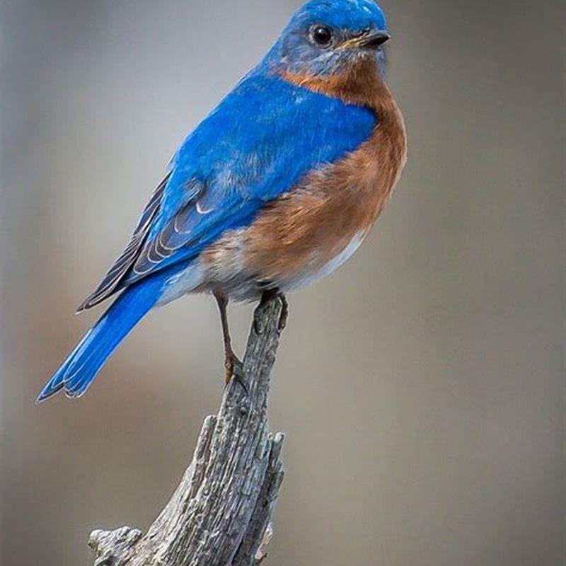 Where do blue bluebirds live?