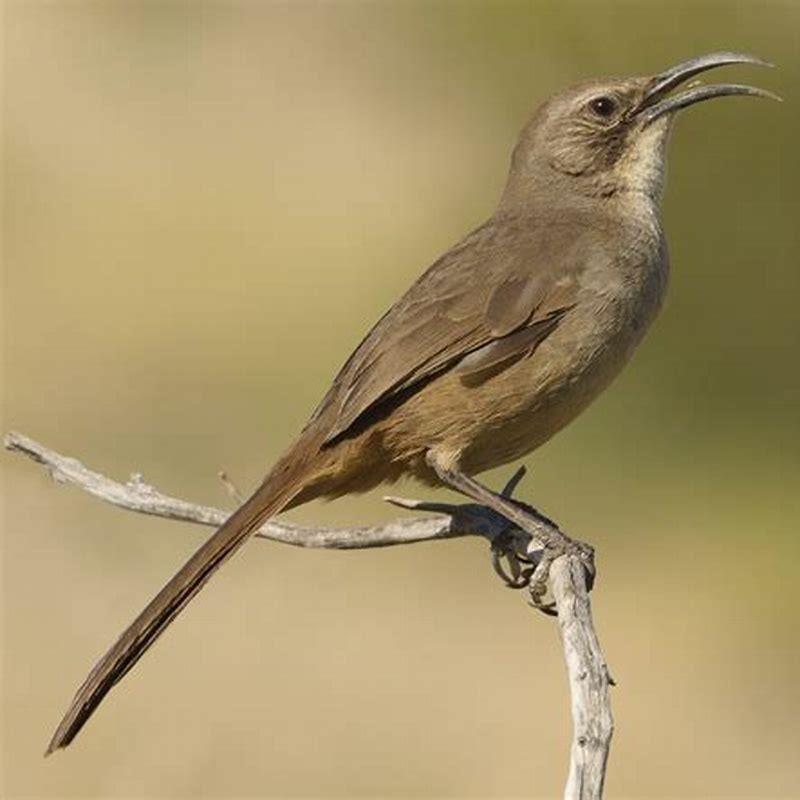 Where do California thrashers live?